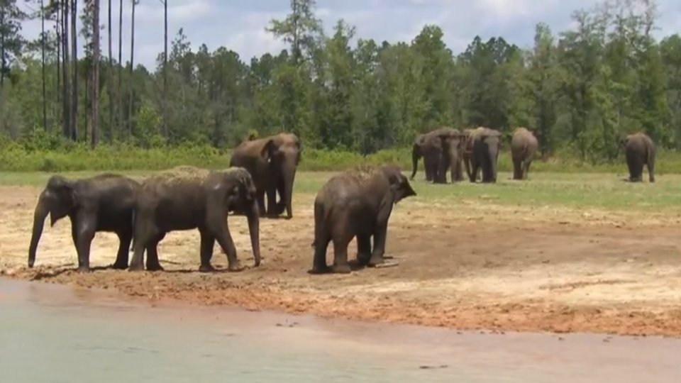 Conservationist Nick Newby Newby said his mission is to give the elephants 