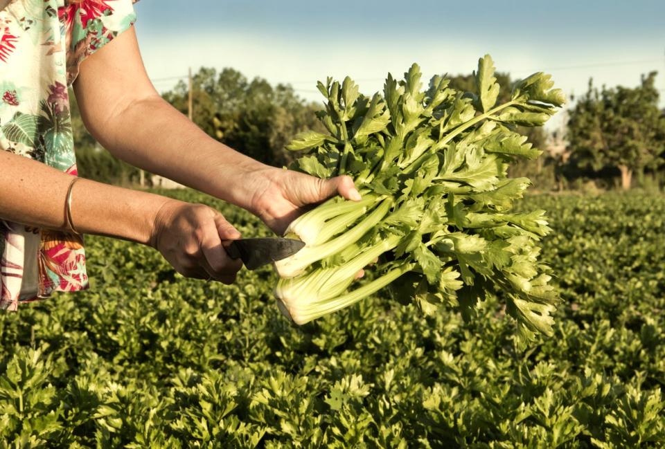 A woman using a knife to harvest freshly picked celery. 