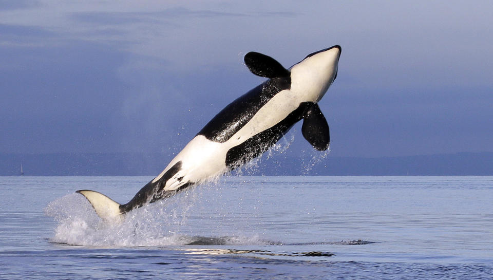 A female resident orca whale breaches while swimming in Puget Sound, near Bainbridge Island, as seen from a federally permitted research vessel on Jan. 18, 2014. / Credit: AP Photo/Elaine Thompson