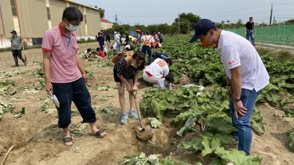 民眾手持大、小鐵鏟，費盡全力挖出土裡的牛蒡。（記者盧萍珊攝）