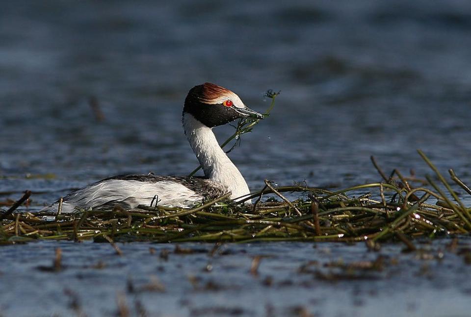 The hooded grebe is a critically endangered bird species whose existence is further threatened by a proposed dam in Patagonia, Argentina. (Juan María Raggio/Birdlife International Argentina), <a href="http://creativecommons.org/licenses/by/4.0/" rel="nofollow noopener" target="_blank" data-ylk="slk:CC BY;elm:context_link;itc:0;sec:content-canvas" class="link ">CC BY</a>