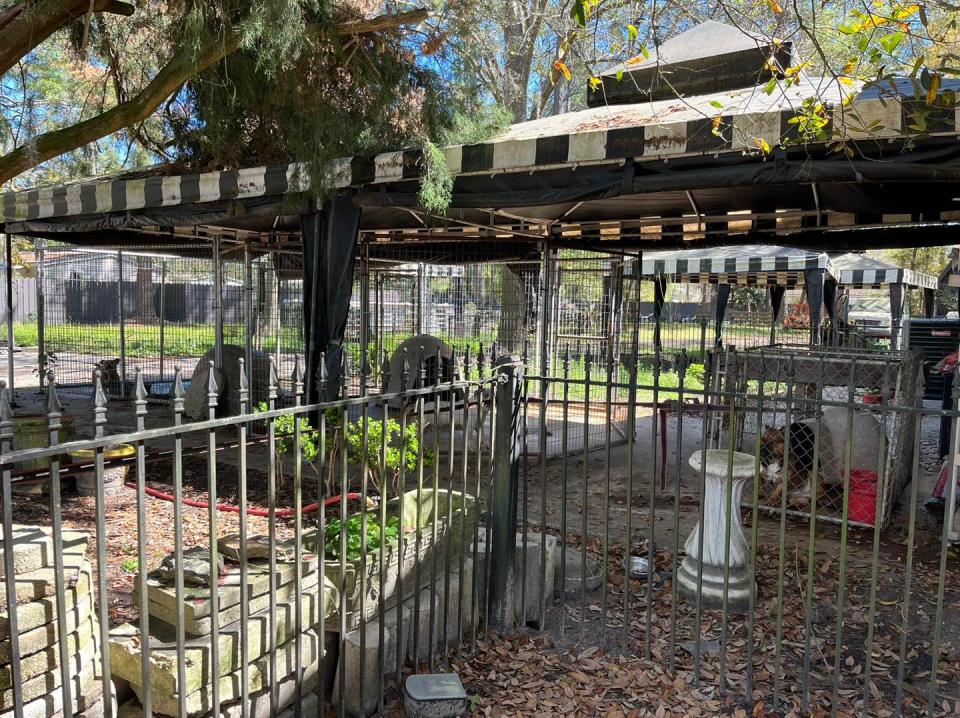 A look at the outside quarters of about 60 dogs seized from a Jacksonville property. Two people were arrested and charged with animal cruelty.