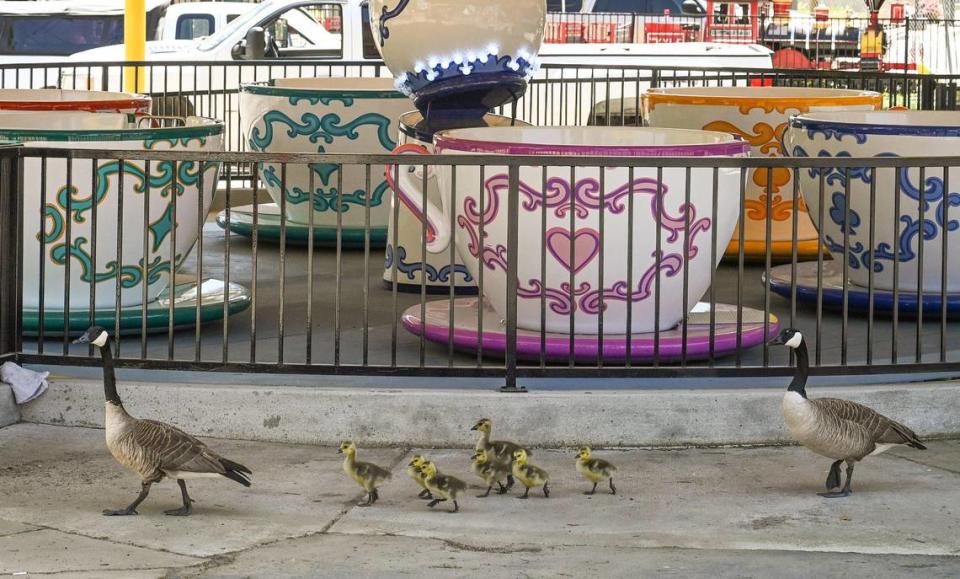 A pair of Canada geese walk their baby chicks past the tea cups ride at Playland in Roeding Park on Wednesday, April 19, 2023.