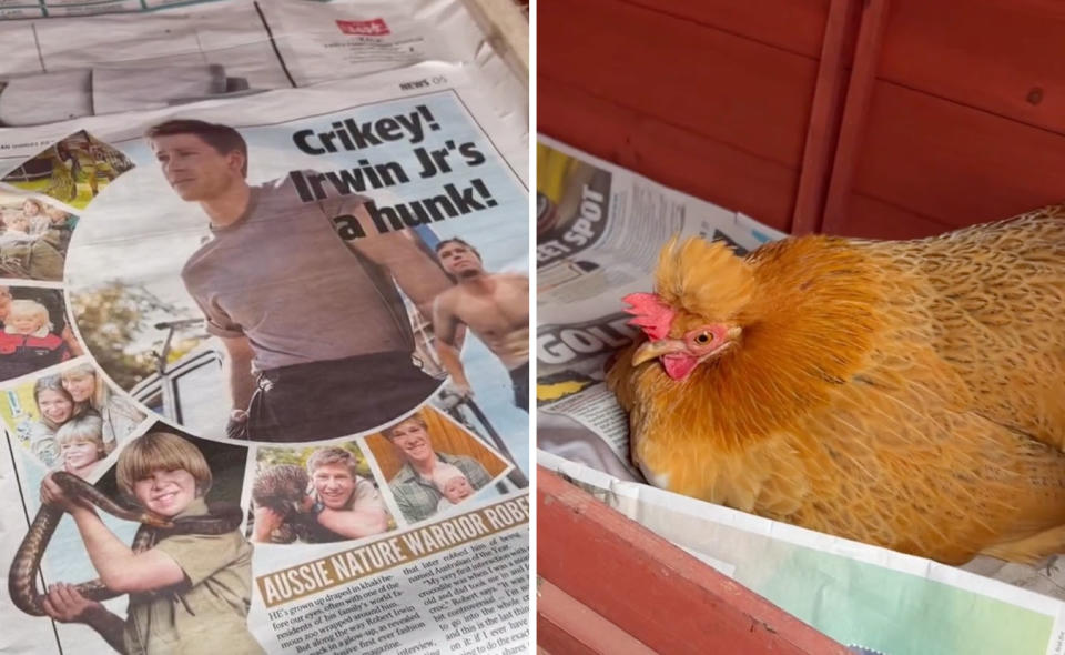 L: Newspaper headline about Robert Irwin being a hunk. R: Chicken sitting calmly in a coop