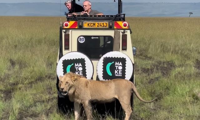 Watch: Lion bites trailer tire, leaving tourists deflated - Yahoo Sports