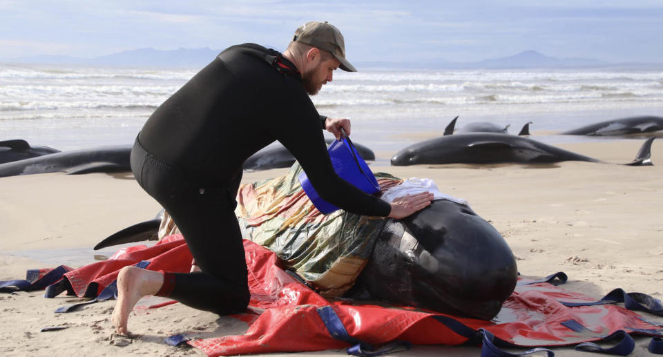 A man tends to a whale on Ocean Beach near the entrance to Macquarie Harbour on Tasmania's west coast 