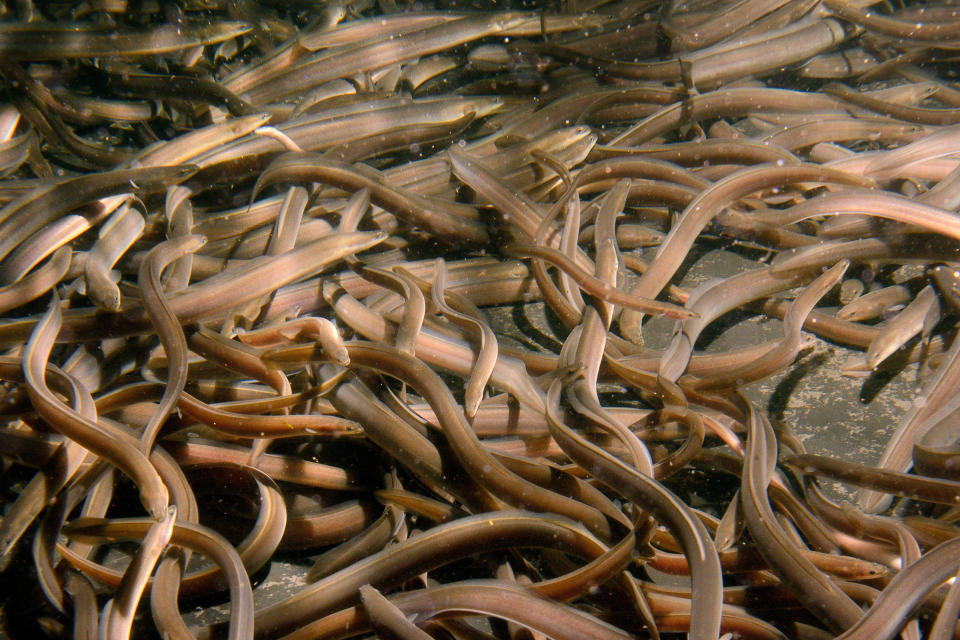 European eel elvers for a reintroduction swimming in a large holding tank in Gloucester, U.K.<span class="copyright">Nick Upton—Alamy</span>