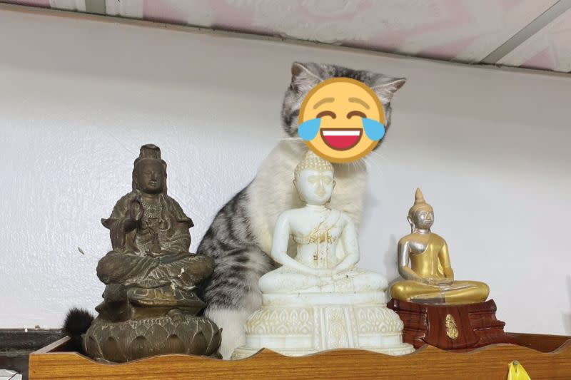 ▲泰國一隻貓咪跳上高架舔佛像的頭！（圖／推特帳號_DNVP_）