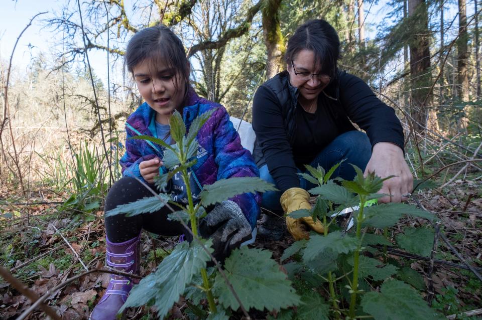 Maybelle Johnson, 6, and her mother, Mechele, harvest young nettles for cooking and making teas.
