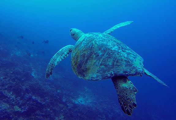 A Green Sea Turtle in the U.S.-affiliated Pacific Ocean.