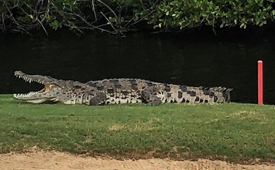 A crocodile spotted on the North Palm Beach Country Club golf course. The village has advised golfers it cannot remove the animal because it is a threatened species.