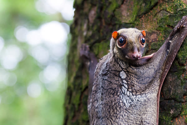 El galeopiteco es nocturno y vive en los árboles. Foto: Vincent_St_Thomas/Getty Images