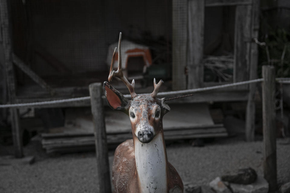 A broken statue of a deer stands in a ranch in New Lexington, Ohio, on Tuesday, July 28, 2020. (AP Photo/Wong Maye-E)