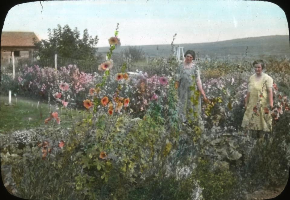 A lantern slide of hollyhocks blooming in September, taken in 1926. Photographed by W.D.Albright