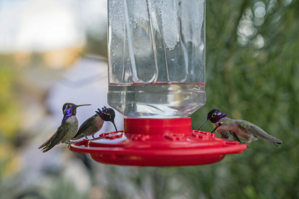 This image released by National Geographic shows Costa Hummingbirds at a feeder during the filming of “Extraordinary Birder with Christian Cooper." (Jon Kroll/National Geographic via AP)