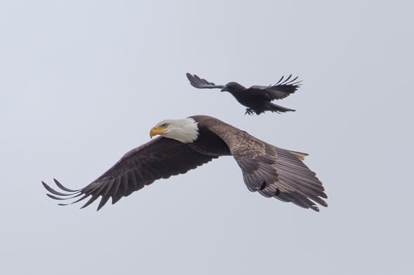 Crow takes a ride on eagle's back