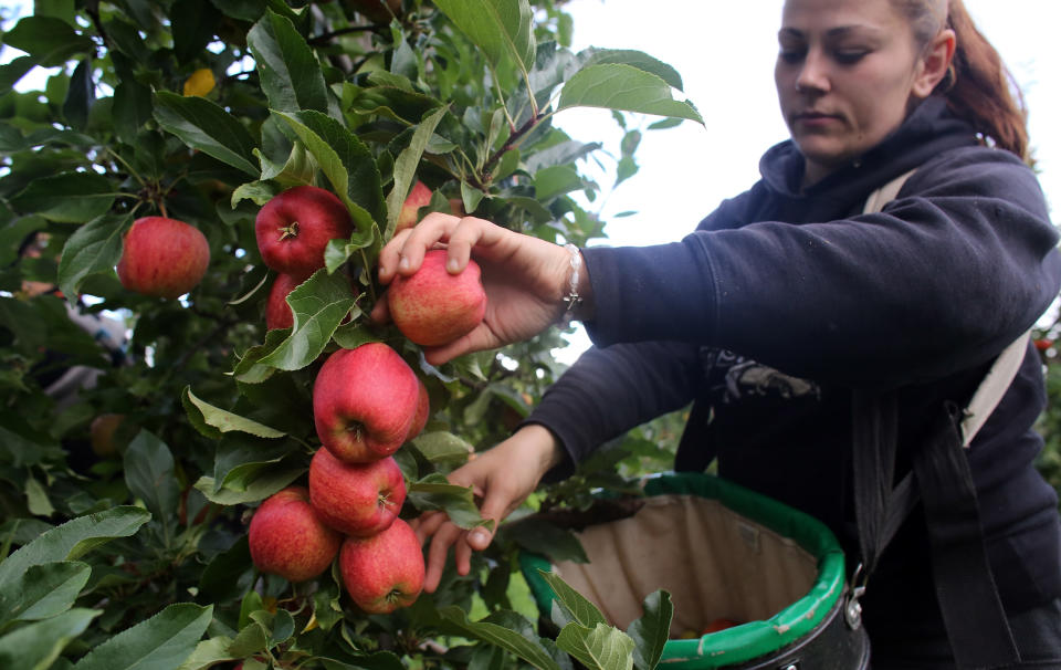 A workforce of 70,000 fruit and vegetable pickers is needed to prevent produce from rotting in the fields. Credit: Matt Cardy/Getty Images