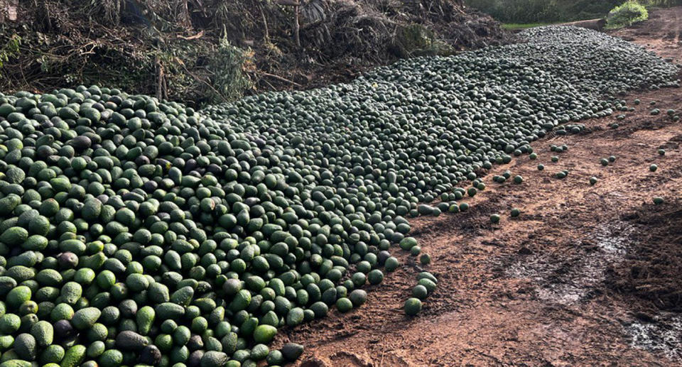 A photo showing piles of avocados dumped in far north Queensland 