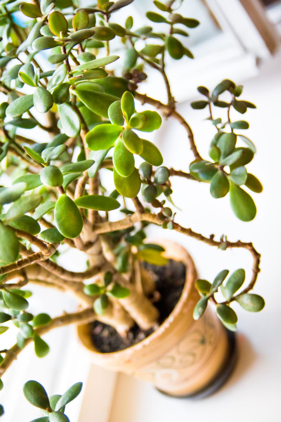 indoor trees, close up of the leaves of a jade plant