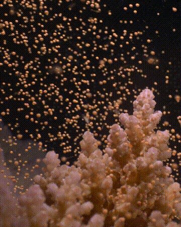 video clips show different corals spawning releasing orange pink white grains of sperm and eggs