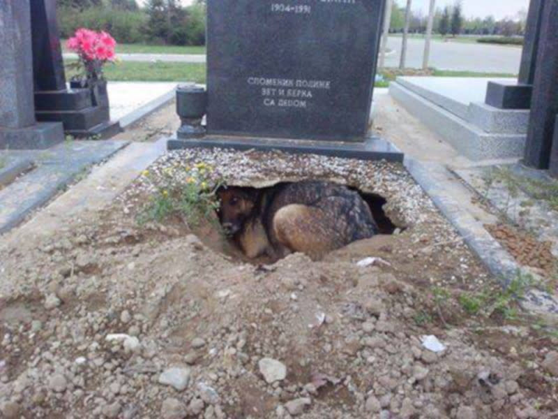 Das virale Foto zeigt eigentlich eine Straßenhündin aus Serbien (Bild: Facebook/Tierschutzverein.Tierjammer)