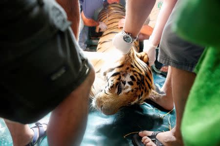 Laziz, an 8-year-old tiger, part of group of 15 animals from Gaza, the last survivors of the "worst zoo in the world", where dozens of animals died of starvation, is carried out of his cage upon arriving at the Hebrew University Veterinary Teaching Hospital in Rishon LeZion, Israel, after leaving Gaza on Wednesday for sanctuary out the Palestinian territory, in a rescue mission organised by international animal welfare group Four Paws August 24, 2016. REUTERS/Nir Elias