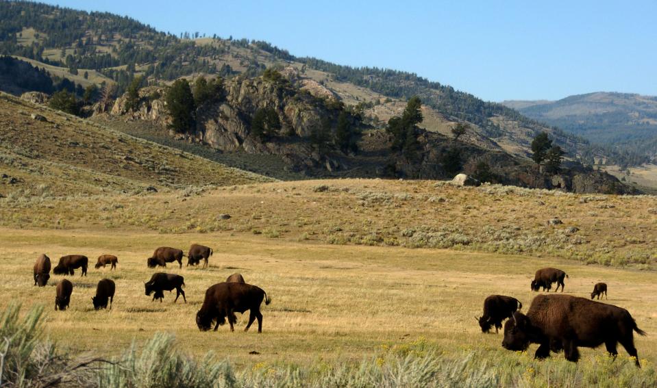 A herd of bison grazes in the Lamar Valley of Yellowstone National Park.