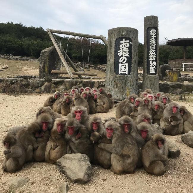 Choshikei Osaru no Kuni (Monkey Country) Natural Zoo Admission Ticket | Kagawa. (Photo: KKday SG)