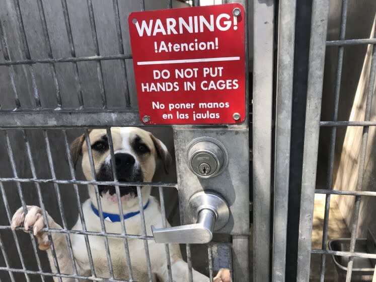 SOUTH LOS ANGELES, CA - JULY 16, 2022 - - One of dozens of dogs that is available for adoption or foster care at the Chesterfield Square Animal Services Center in South Los Angeles on July 16 2022. Two L.A. City Council members called for more resources for the city's struggling animal shelters about crowded kennels, shelter dogs that go for weeks without walks and staffing shortages. An emergency hearing at City Hall is scheduled for next Tuesday on the crowded state of the city's animal shelters. (Genaro Molina / Los Angeles Times)