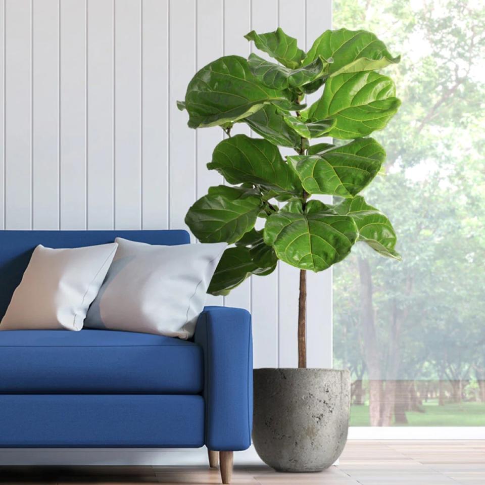 Large fiddle leaf fig tree next to blue couch