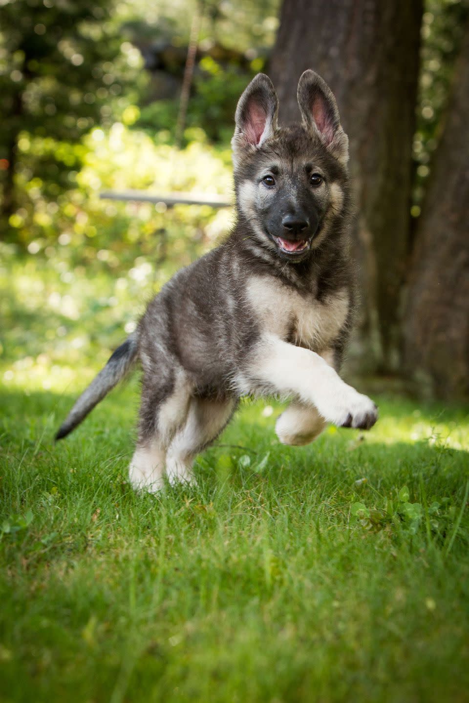 <p>Confidence? Yep. Courage? Of course. German Shepards are loved <a rel="nofollow noopener" href="https://www.womansday.com/life/entertainment/g24847318/best-dog-movies/" target="_blank" data-ylk="slk:by the police force;elm:context_link;itc:0;sec:content-canvas" class="link ">by the police force</a> for a reason: they're one of the most loyal breeds out there. They learn commands easily and aren't afraid to protect their families when needed. German Shepards are gentle around their loved ones and caring creatures at heart, just don't cross them or you'll witness one fierce growl.</p>