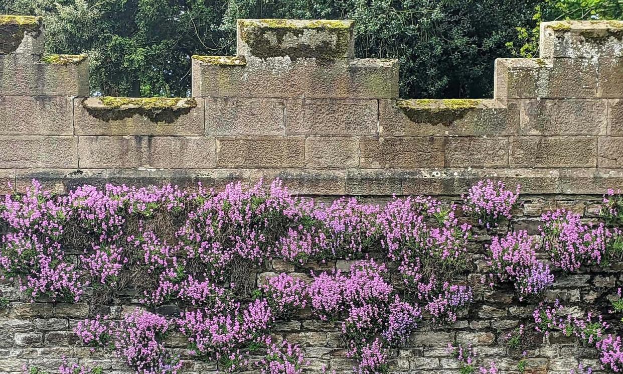 <span>Fairy foxglove (<em>Erinus alpinus</em>), a Pyrenean native alpine flower, adorns the walls of Stanhope castle.</span><span>Photograph: Phil Gates</span>