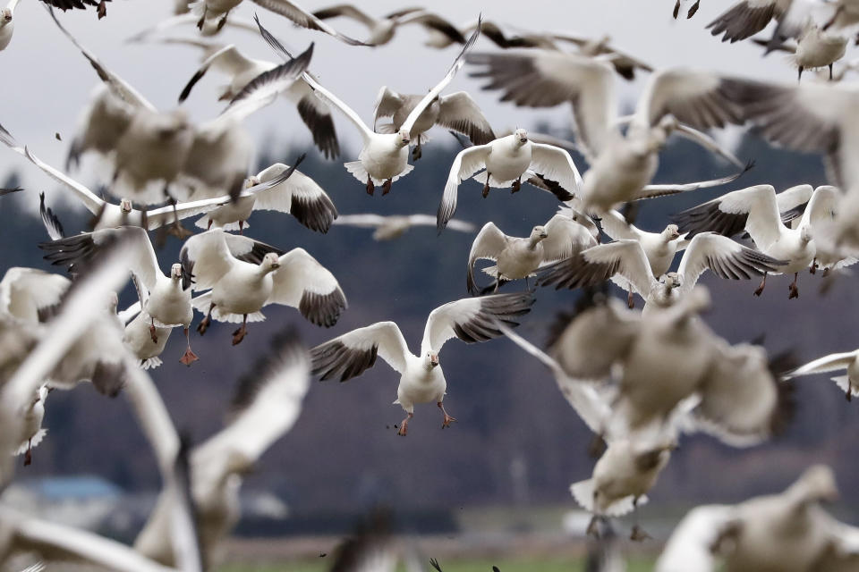 Snow geese land in a farm field at their winter grounds  in the Skagit Valley near Conway, Wash. More than 50,000 of the birds flock annually to the valley, after migrating from the Arctic tundra. The birds are up to 33 inches tall with a wingspan of over four feet. (Photo: ASSOCIATED PRESS)