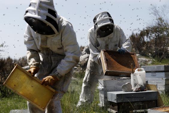 Payen (r) and a colleague Axel, check and select hives before the summer transhumance in Gourdon (EPA)