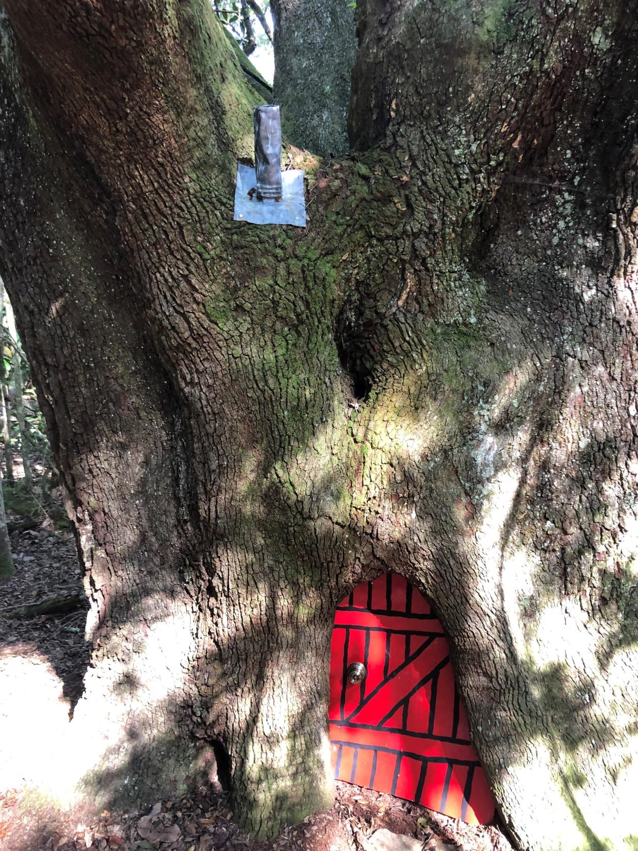 Back in the COVID days of 2021, visitors to Maclay State Park who happened by a massive oak tree along a remote forest trail first noticed a small red door hung on the ancient tree’s trunk.