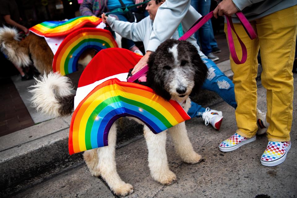 Pepper the dog wears a rainbow costume for the Knox Pride Parade in downtown Knoxville on Friday, Sept. 30, 2022. Knox Pride will continues its annual Pride Fest activities at World's Fair Park through Sunday, Oct. 2, 2022.