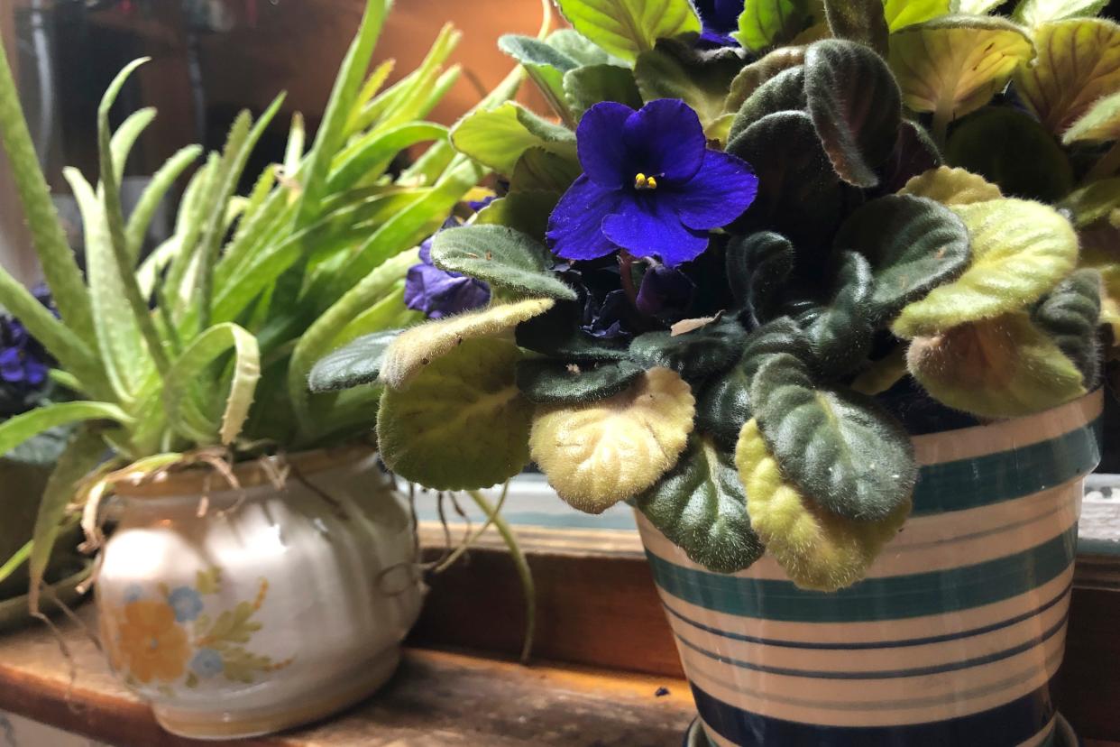 An African violet, right, and an aloe vera plant in Marquette, Mich.. Gardening at home feels good and is easy to do in coronavirus quarantine.