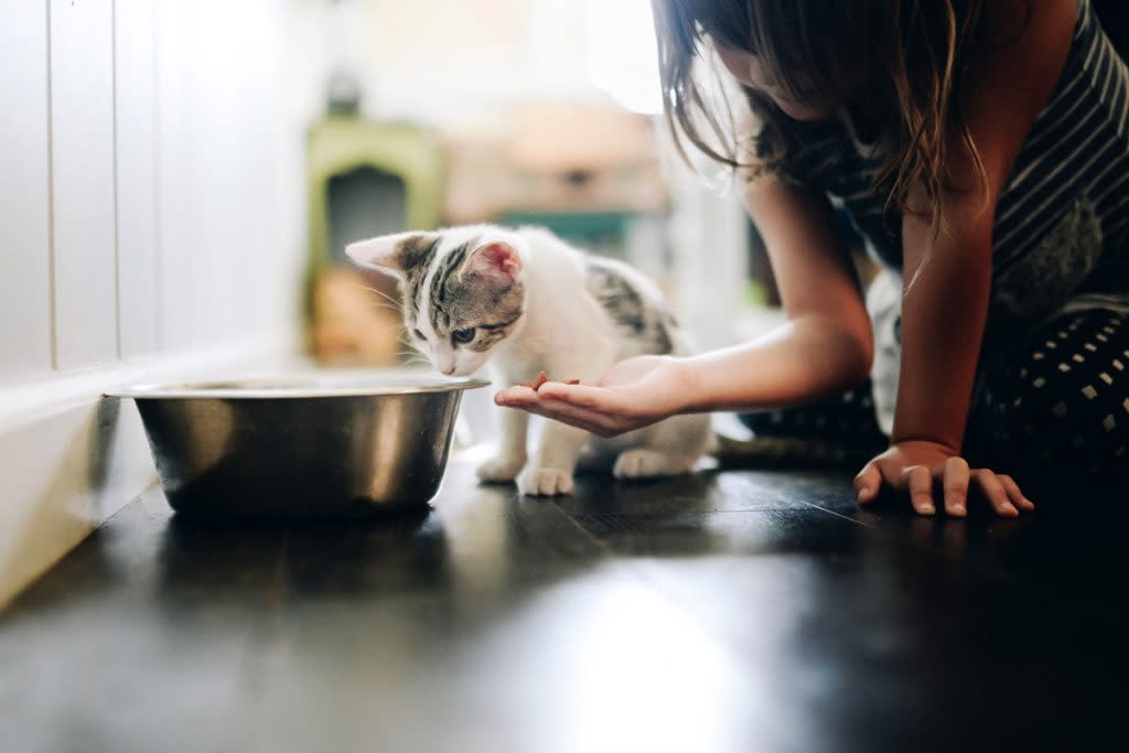A little girl tries to feed her kitten food out of her hand. This story goes over how to find affordable, cheap and healthy pet food. 