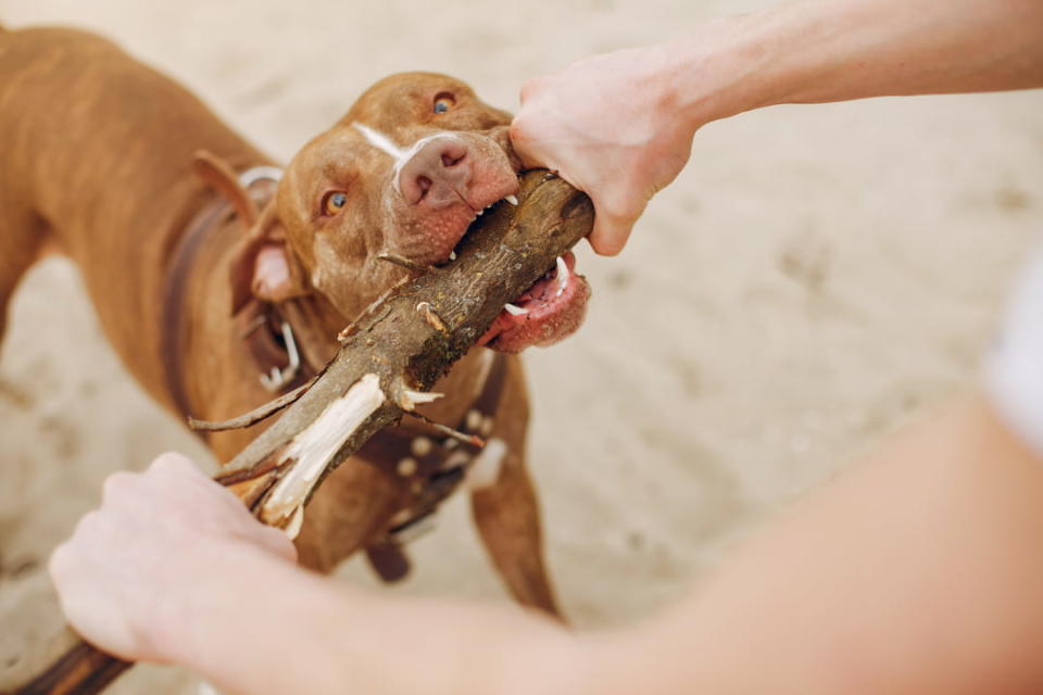 （圖六：狗因啃咬硬物致牙齒磨損，全齡犬都可能發生。圖片來源：p'adore寵愛）
