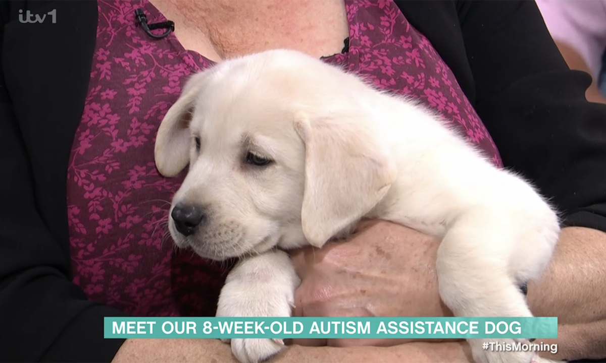 The This Morning puppy is only eight weeks old and has a special job. (ITV screengrab)