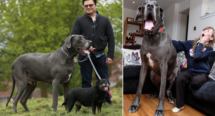 Is this Britain’s biggest dog? Balthazar the 7ft Great Dane weighs more ...