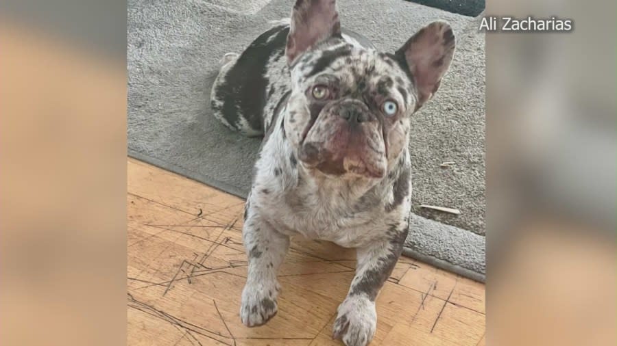 Onyx, a black merle French bulldog, was stolen by thieves in downtown L.A. on Jan. 18, 2024. (Ali Zacharias)