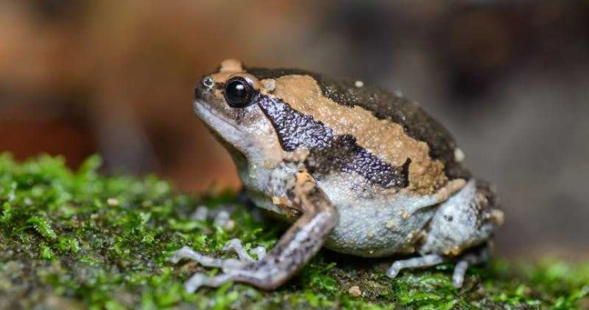 花鋏口蛙又稱為亞洲錦蛙。（圖／Thai National Park）