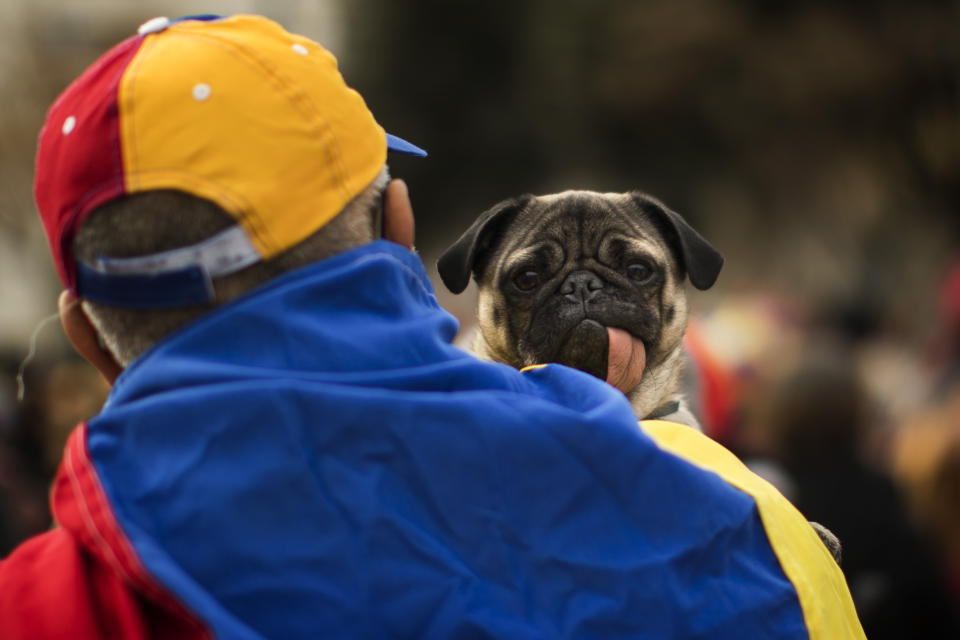 A Venezuelan man holds his dog as he takes part in a rally in Catalonia square, in Barcelona, Spain, Saturday, Feb. 2, 2019. Hundreds of Venezuelans gathered in downtown Barcelona, to express their support for Juan Guaido, who declared himself interim president of Venezuela last week. The gathering was one of several expected around the world to coincide with a rally planned by Guaido in Venezuela. (AP Photo/Emilio Morenatti)