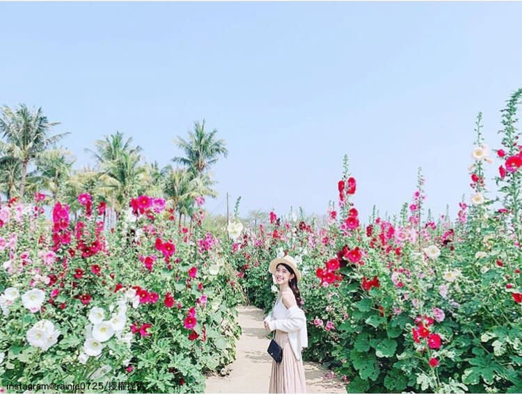 台南學甲蜀葵花海，預計將盛開至四月。   圖：翻攝自instagram rainie0725 /開放權限