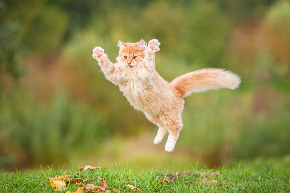 orange kitten leaping