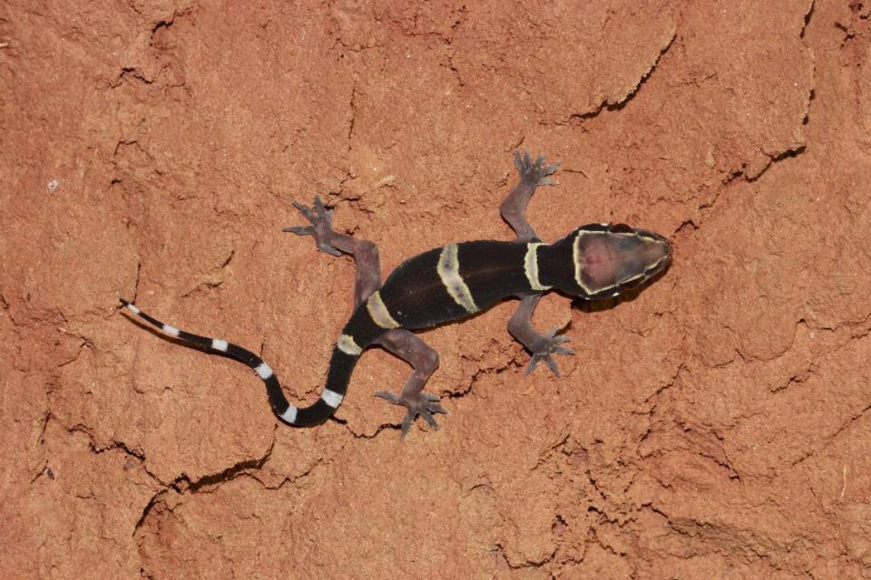 A few-banded termite hill gecko with darker coloring as seen from above.