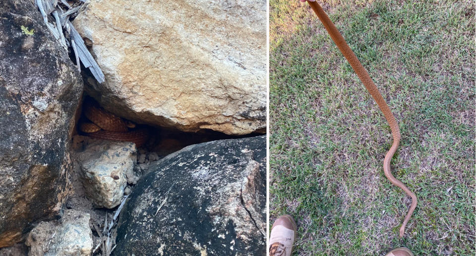 Eastern brown snake found in Queensland backyard. 