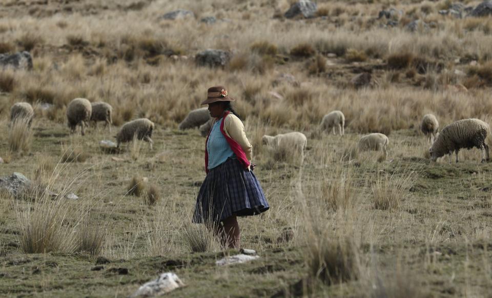 A woman keeps an eye on her flock of sheep as they feed in a field in Pisac, southern rural Peru, Friday, Oct. 30, 2020. Peru has been severely battered by the pandemic, experiencing both a crushing economic contraction and one of the world’s most lethal coronavirus outbreaks. (AP Photo/Martin Mejia)