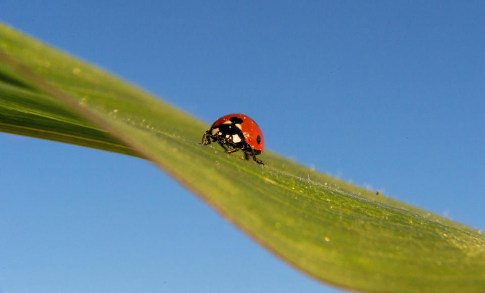 Ladybird beetle